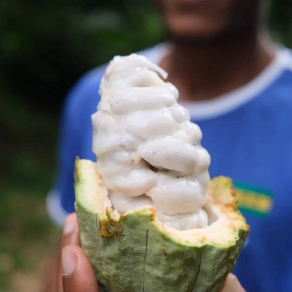 Cacau de sao tome Mailson Neves